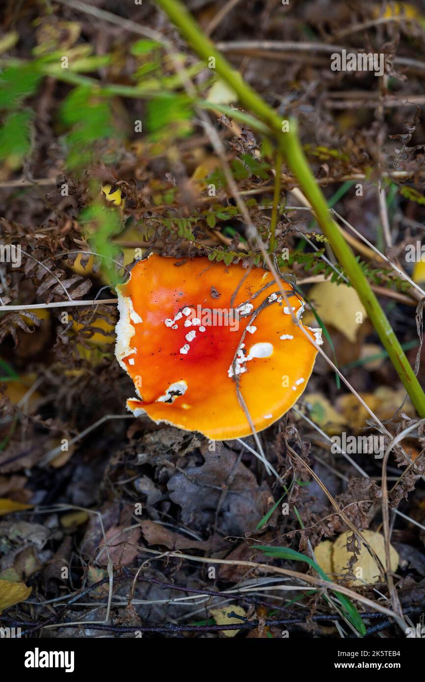 Red with white spots Amanita muscaria (fly agaric) mushrooms in Ashdown Forest , East Sussex , England UK   Photograph taken by Simon Dack Stock Photo