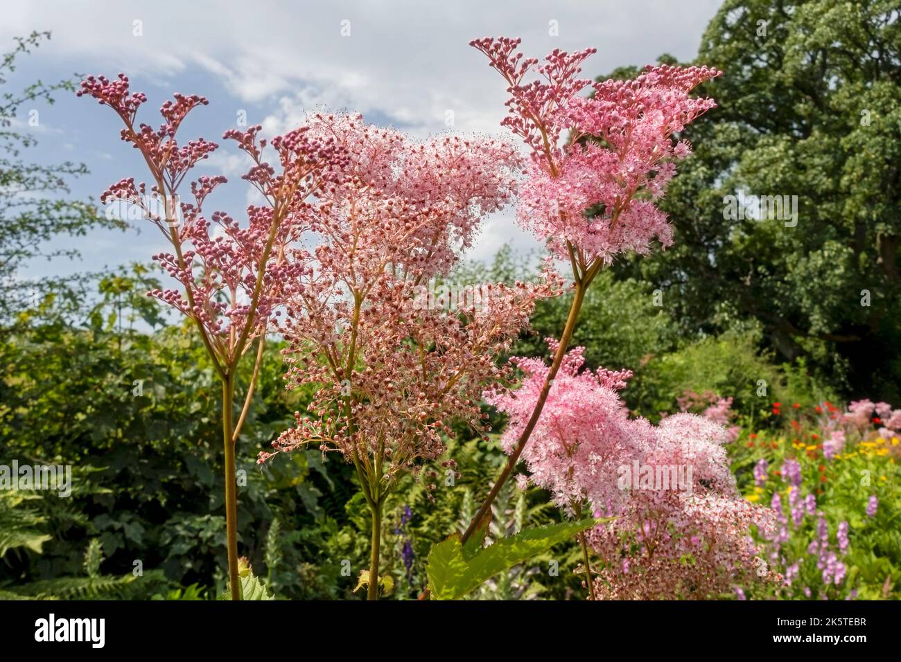 Close up of pink Filipendula meadowsweet flowers flower flowering growing in border in summer flowerbed  England UK United Kingdom GB Great Britain Stock Photo