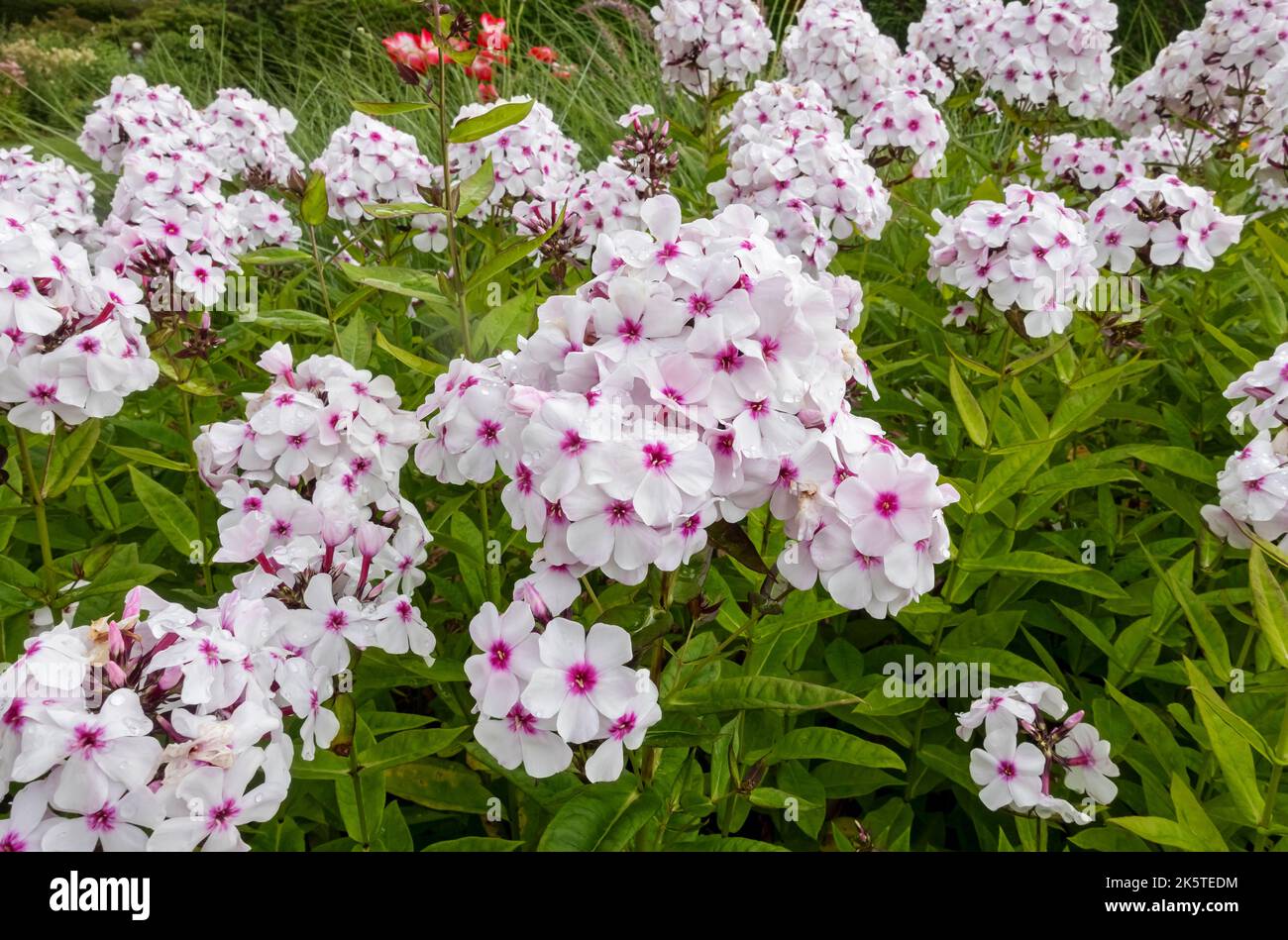 Close up of pink and white Phlox paniculata flowers flower flowering plants growing in border in summer England UK United Kingdom GB Great Britain Stock Photo