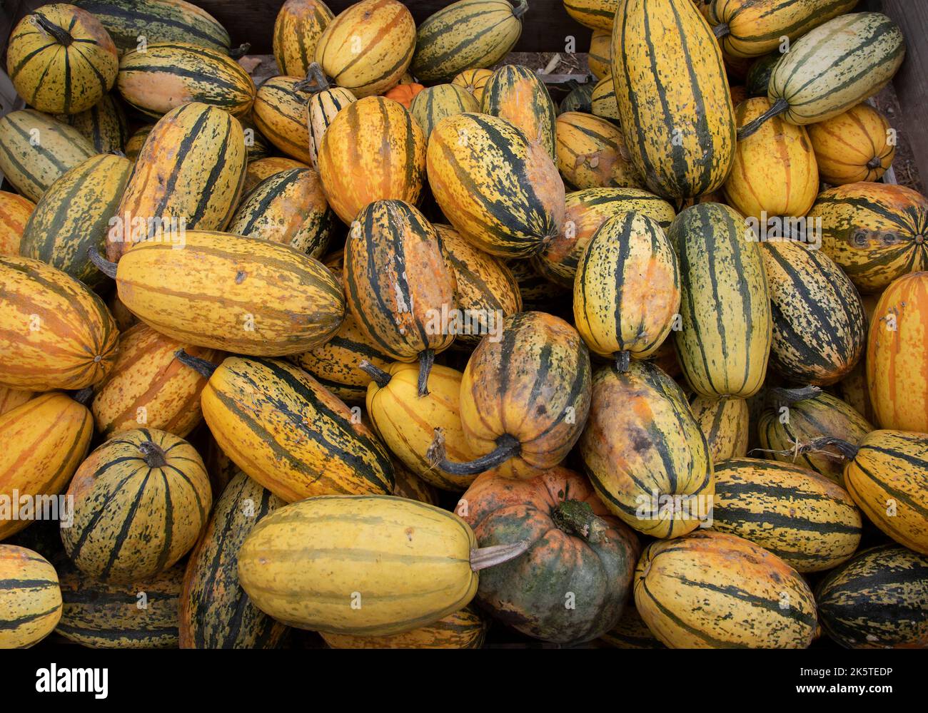 Delicata Squash fresh from a farmers market on a cool autumn day in Canada Stock Photo