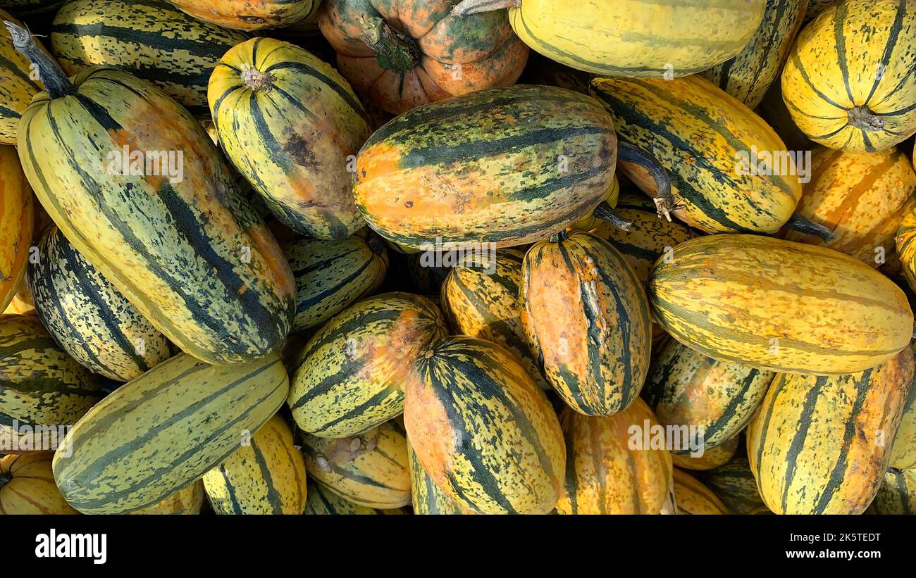 Delicata Squash fresh from a farmers market on a cool autumn day in Canada Stock Photo