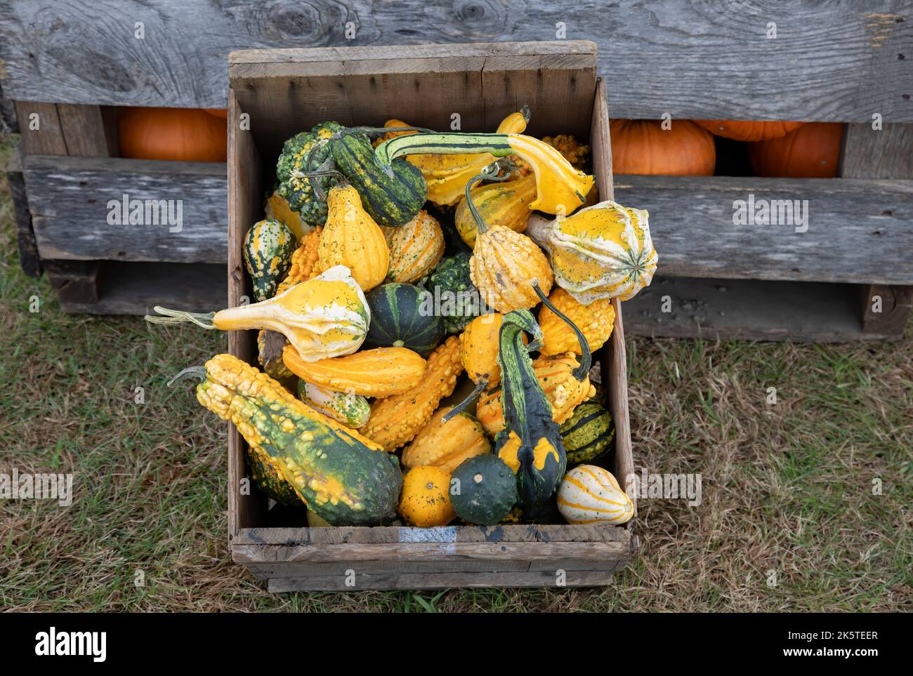 Small various types of gourds fresh from a farmers market on a cool