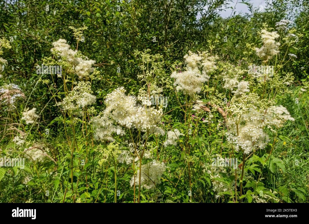 White meadowsweet Filipendula ulmaria wild flowers growing in marsh boggy area in summer near Keswick Lake District National Park Cumbria England UK Stock Photo