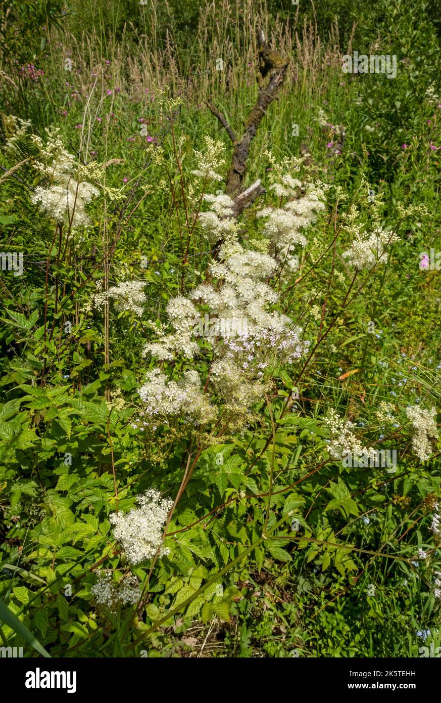 White meadowsweet Filipendula ulmaria wild flowers growing in marsh boggy area in summer near Keswick Lake District National Park Cumbria England UK Stock Photo