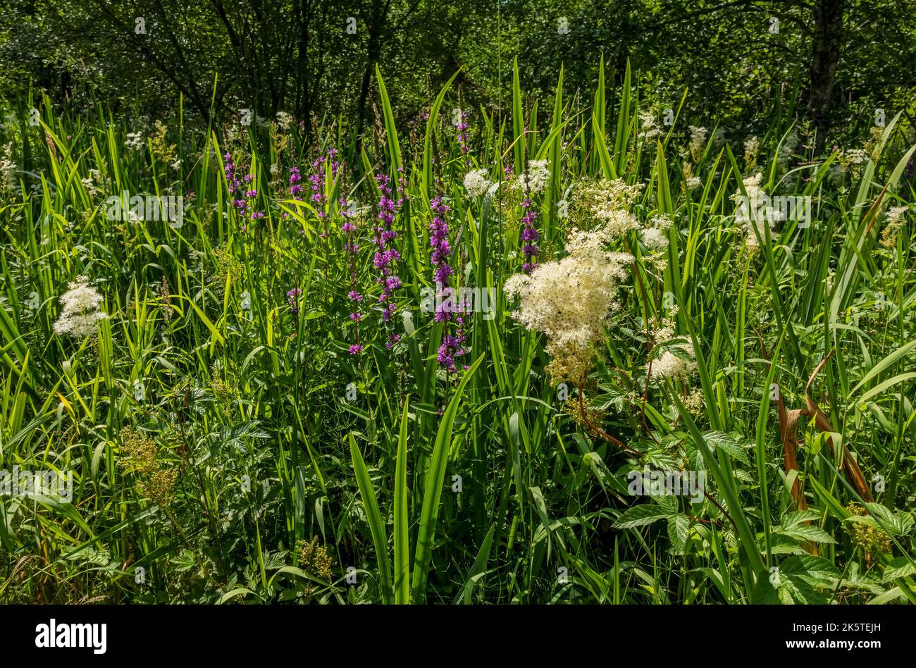 Close up of white meadowsweet Filipendula ulmaria and purple loosestrife  Lythrum salicaria wild flowers growing in boggy area in summer UK Stock Photo