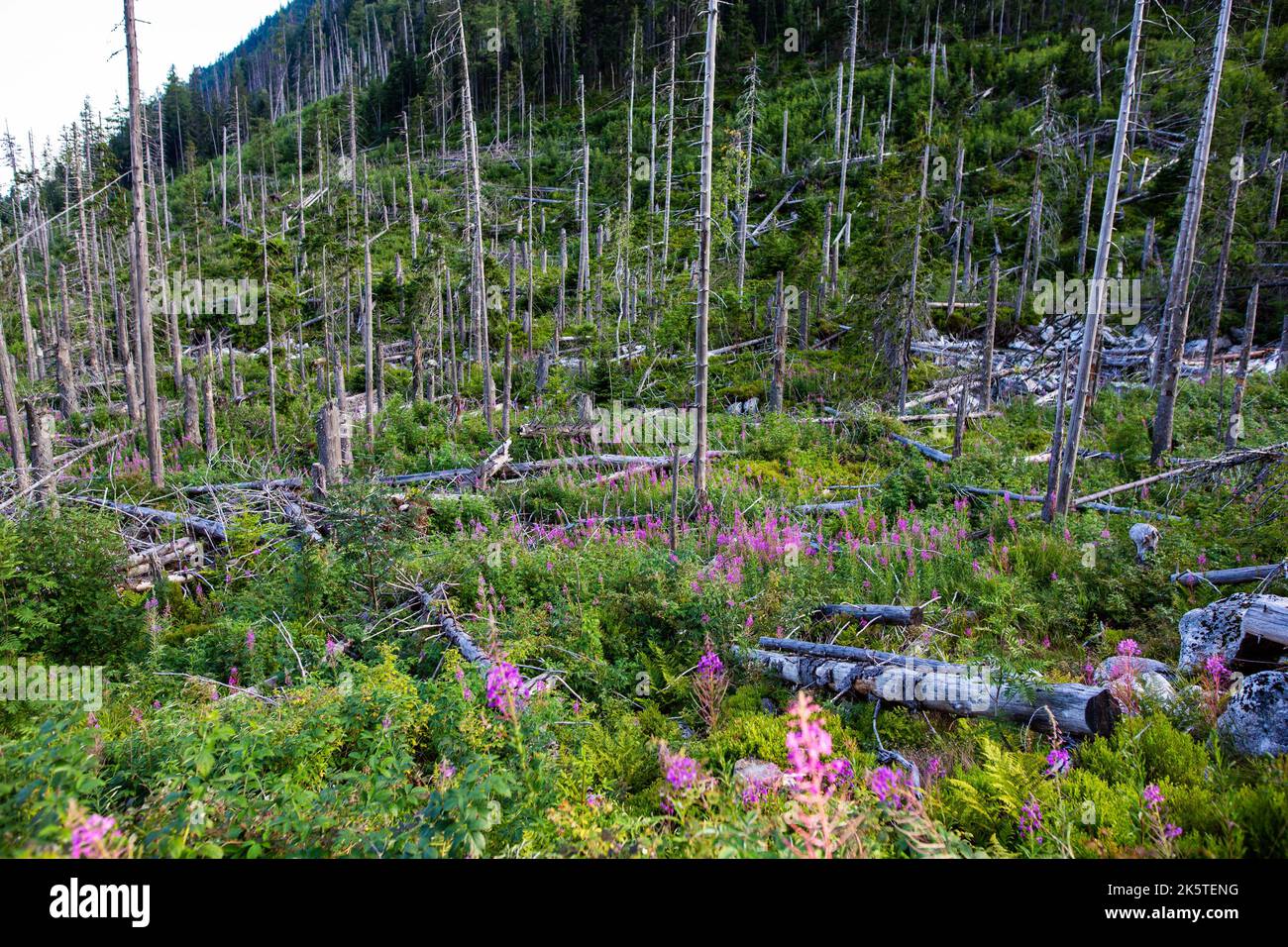 An aerial view of forest surrounded by dense trees Stock Photo - Alamy
