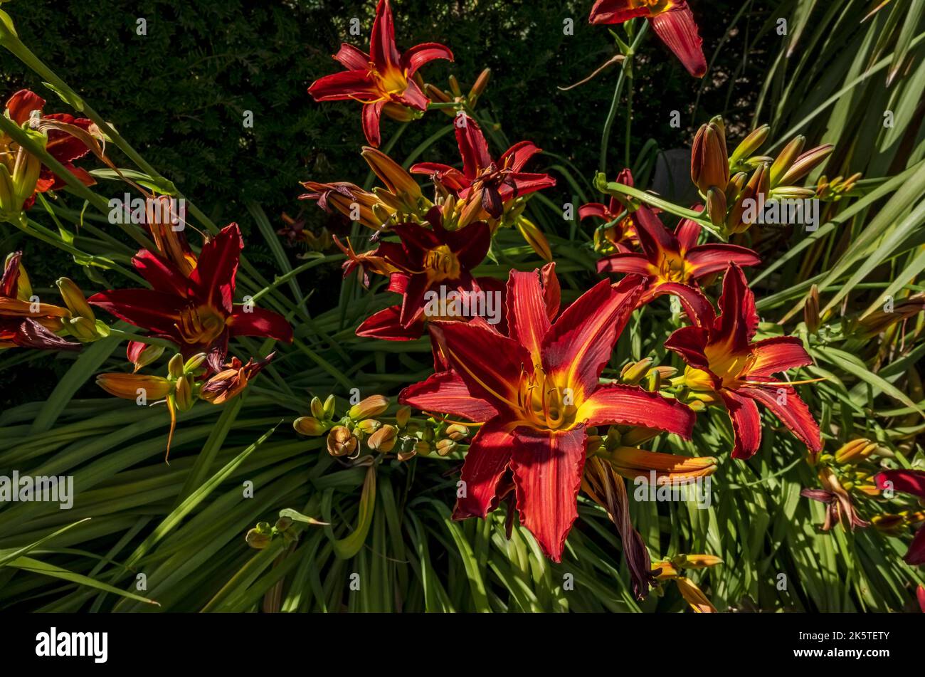 Close up of red and yellow day lily daylily daylilies Hemerocallis flower flowers growing in a garden England UK United Kingdom GB Great Britain Stock Photo