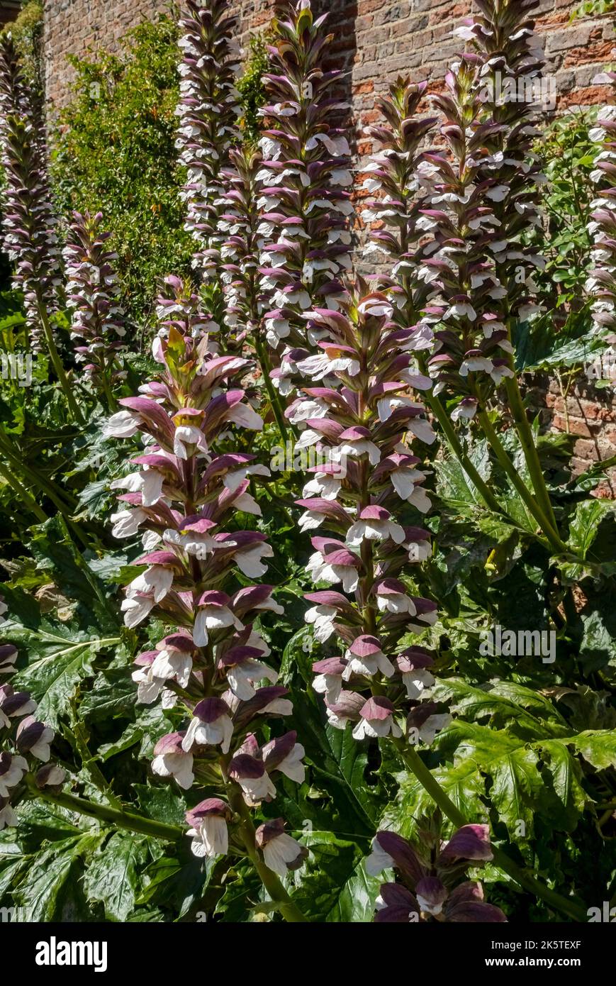 Acanthus mollis bears britches breeches acanthaceae plant flowers flowering in a garden border in summer England UK United Kingdom GB Great Britain Stock Photo