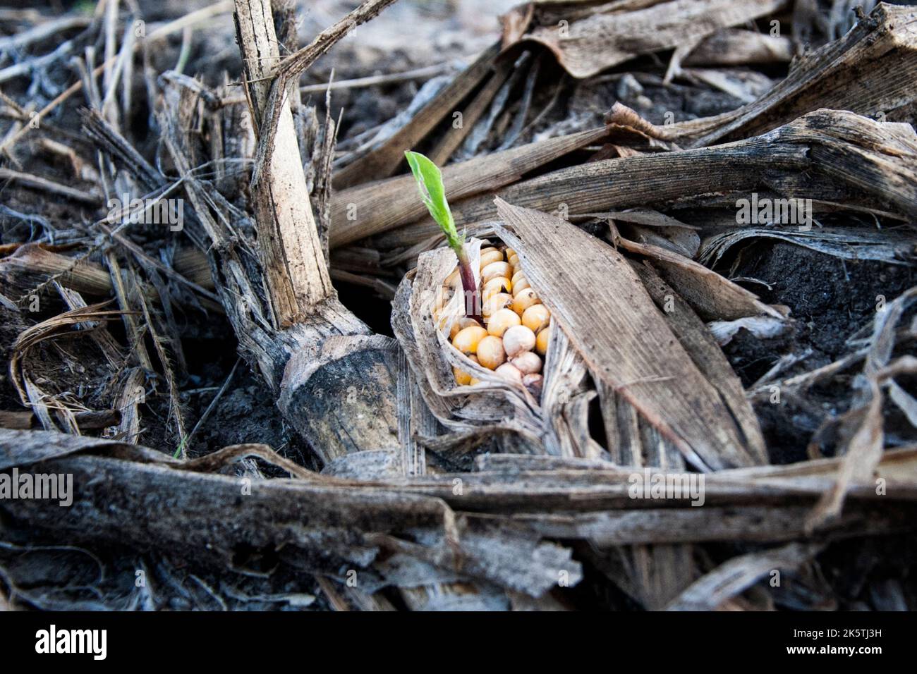 Dried corn cobs, damaged by the severe drought that hit Italy this year ...
