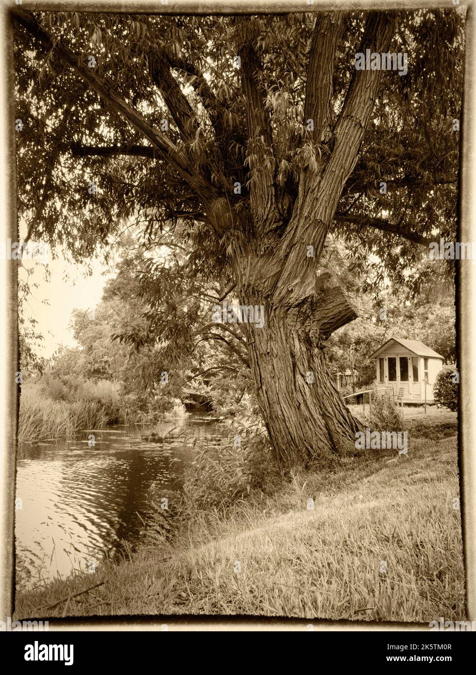 tree and summerhouse beside river waveney flixton suffolk england Stock