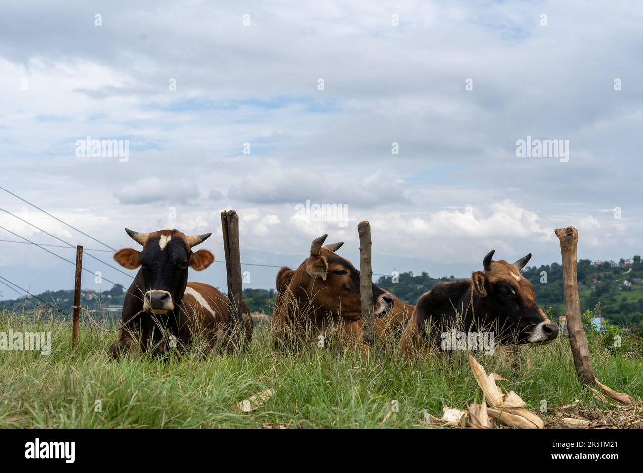A closeup of the cows lying on the green pasture Stock Photo - Alamy