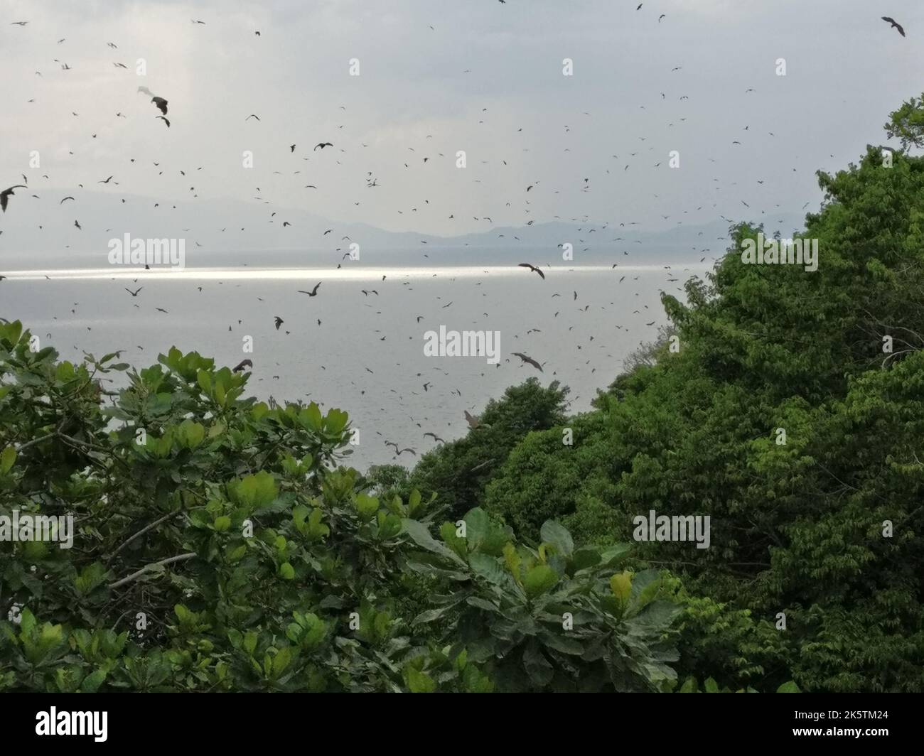 An island and Lake Kivu, Africa with fruit bats flying over it Stock ...