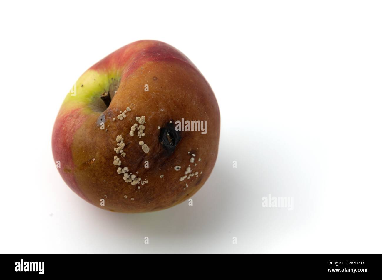 old rotten apple with moldy isolated on white background, rotting apples, decay and food waste concept Stock Photo