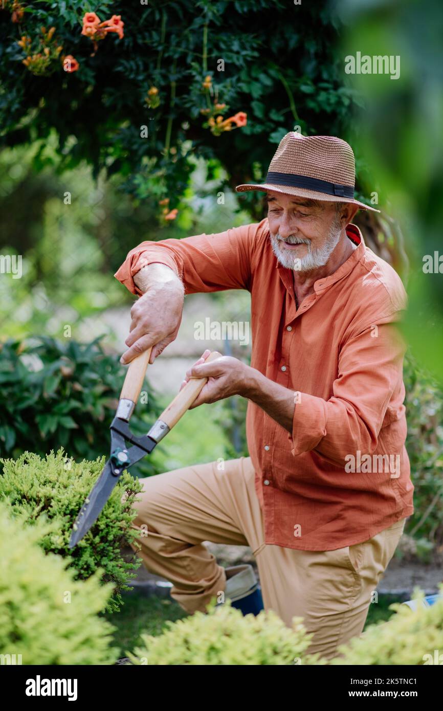 Senior man trimming bushes in his garden Stock Photo - Alamy