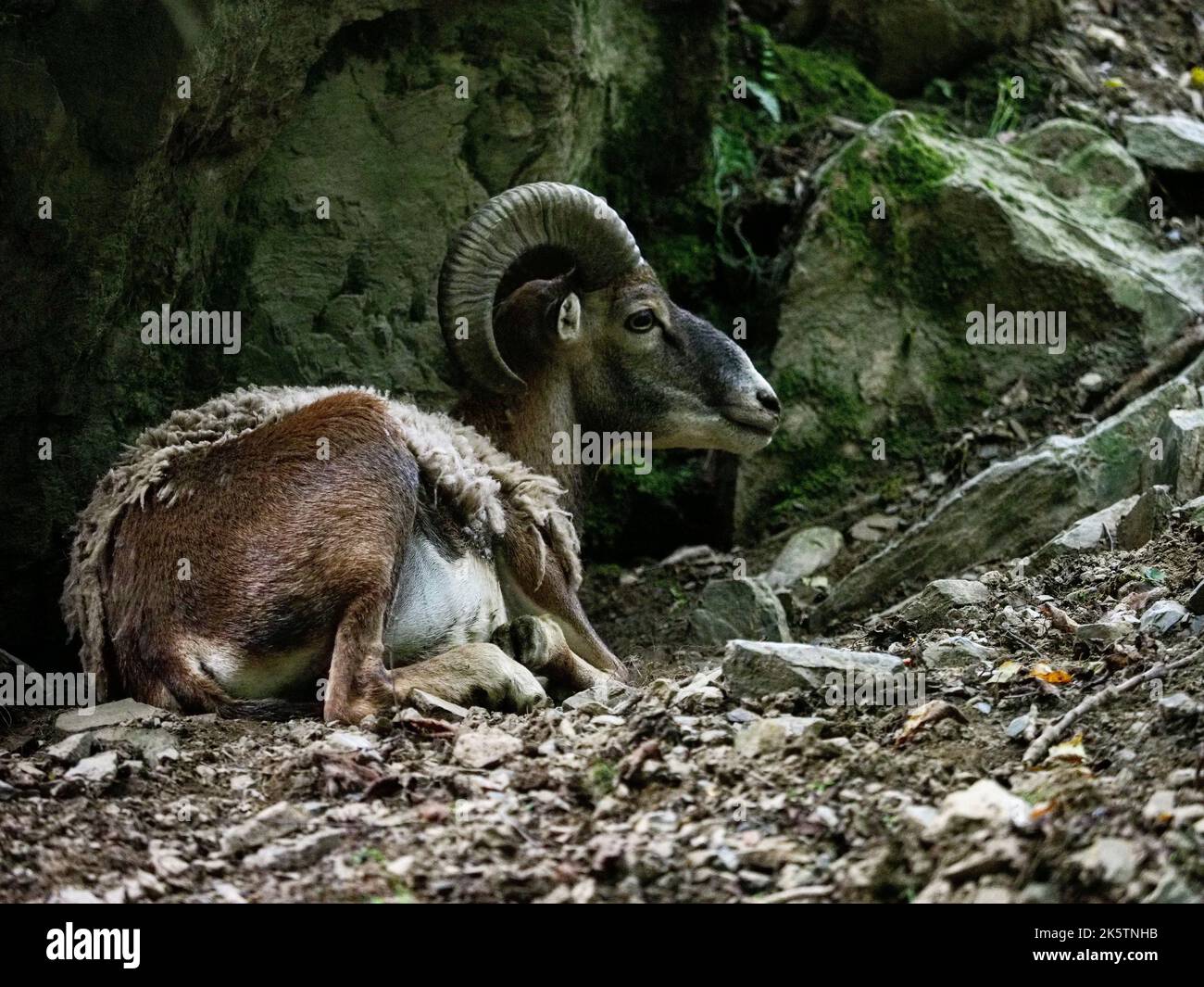 A closeup shot of a Mouflon animal lying on dirty forest ground with ...
