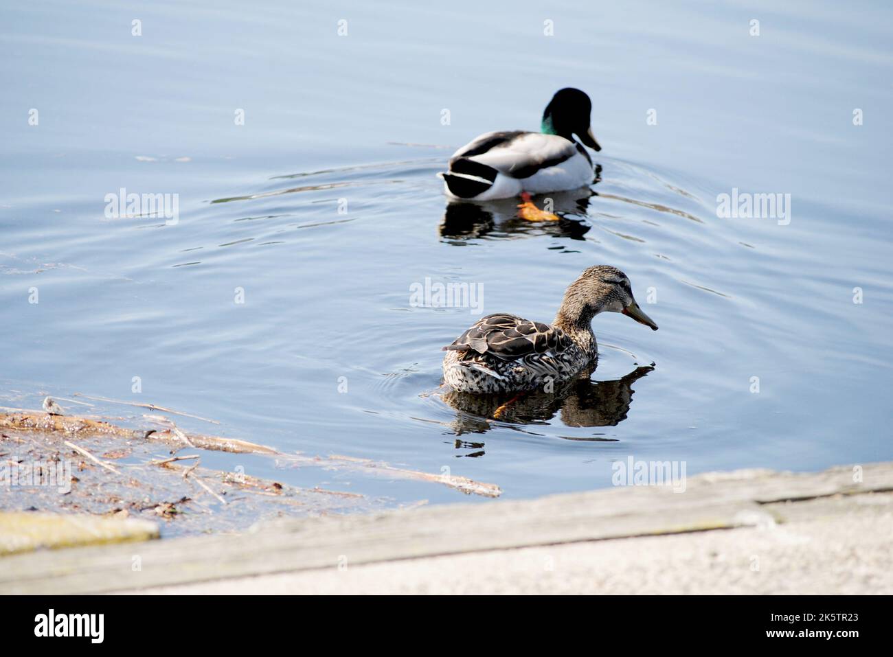 Mallard Duck Couple Swimming in the Water by a Boat Dock Stock Photo