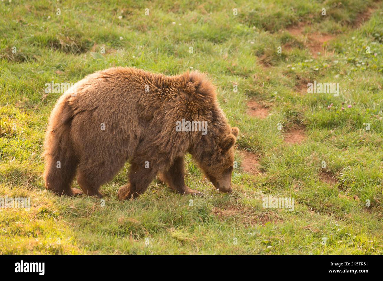 Brown bear walking hi-res stock photography and images - Alamy