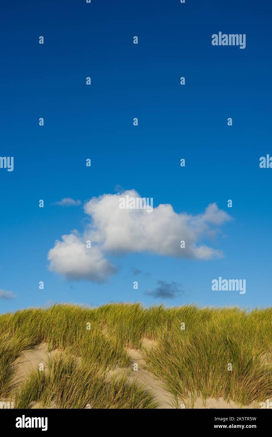 Clear blue sky with clouds in a dune landscape on the island of Texel ...