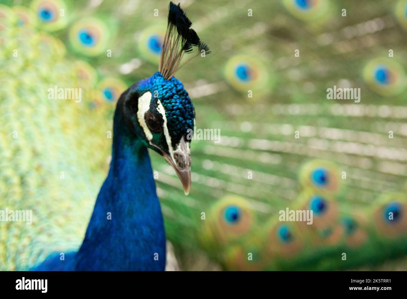 peacock with its tail opened with colourful feathers Stock Photo