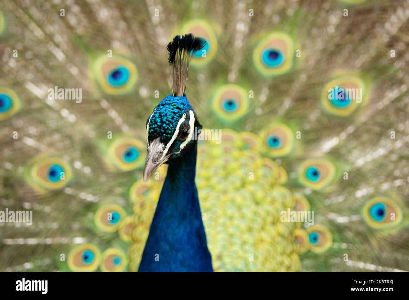 peacock with its tail opened with colourful feathers Stock Photo