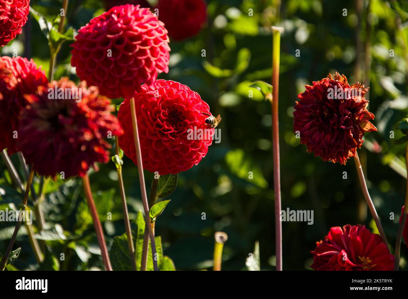 A closeup of bee sipping nectar from red blooming Dahlia flower Stock Photo