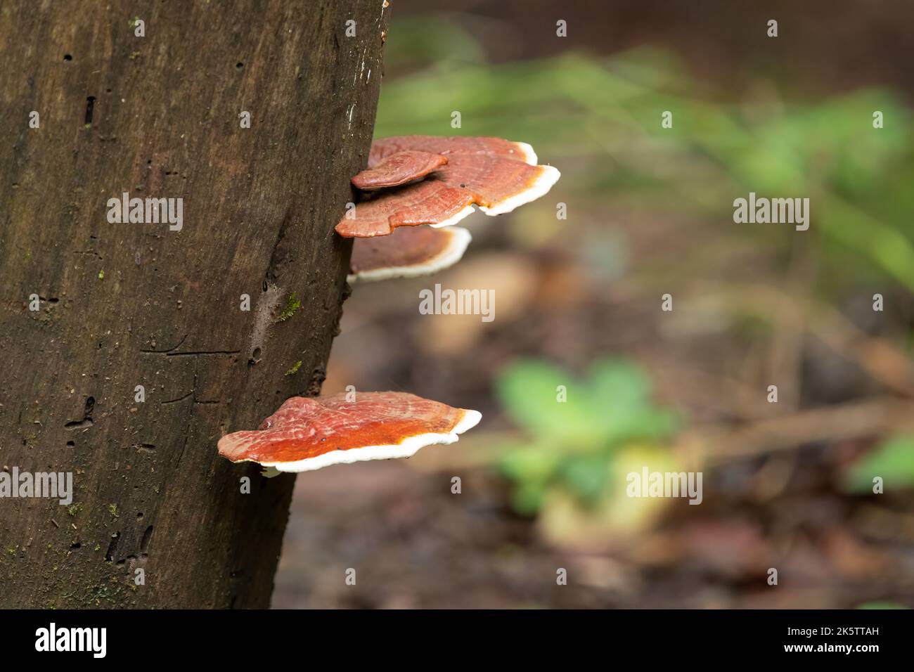 Wild mushrooms, Ganoderma lucidum growing on the side of a tree trunk in the forests of Goa in India. Stock Photo