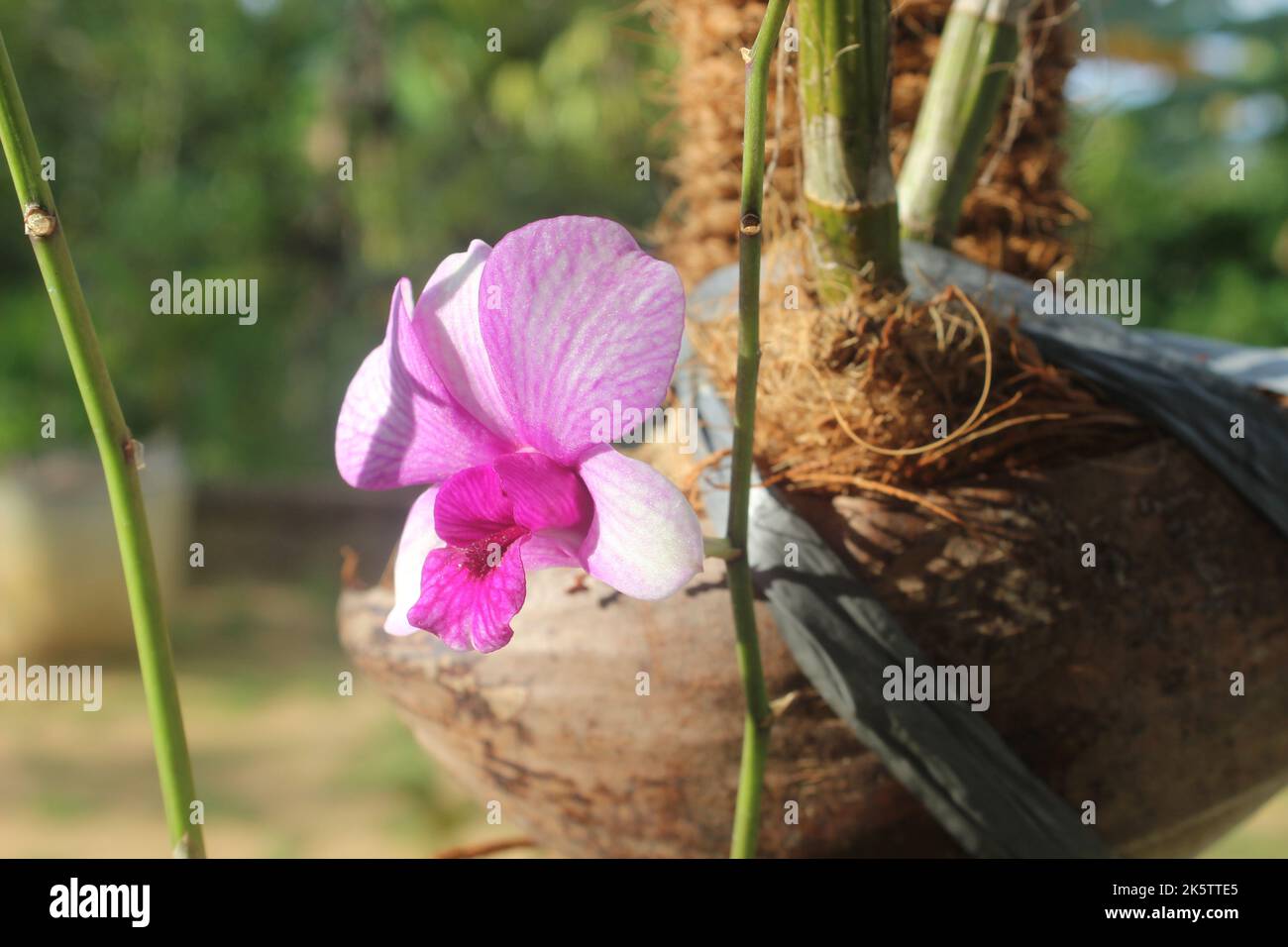 Selective focus of dendrobium larat orchid (bangkok fancy) in the garden. With the Latin name Dendrobium bigibbum or Dendrobium Phalaenopsis. Stock Photo