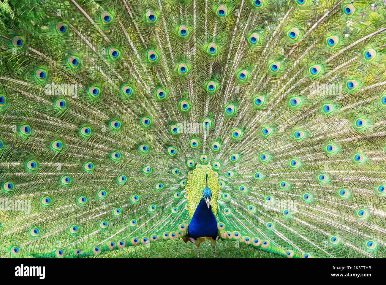 Close up of Peacock with its wings open Stock Photo