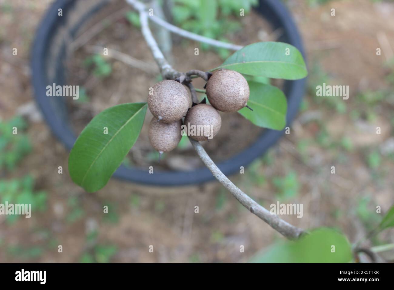 Selective focus of sapodilla fruit in the garden with blurred background. The scientific name is Manilkara zapota L. Other names of this fruit are sap Stock Photo