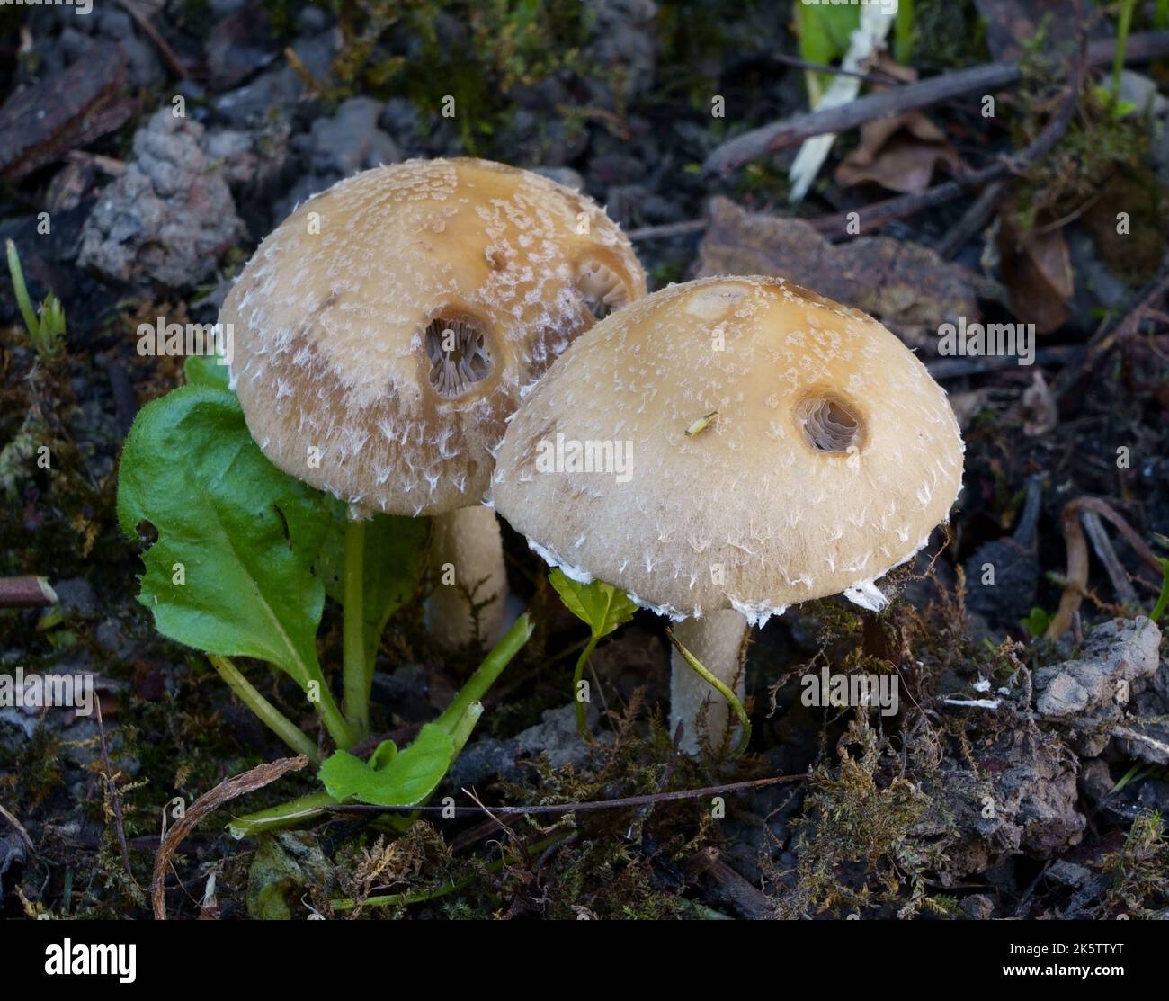 Two mushrooms Stock Photo