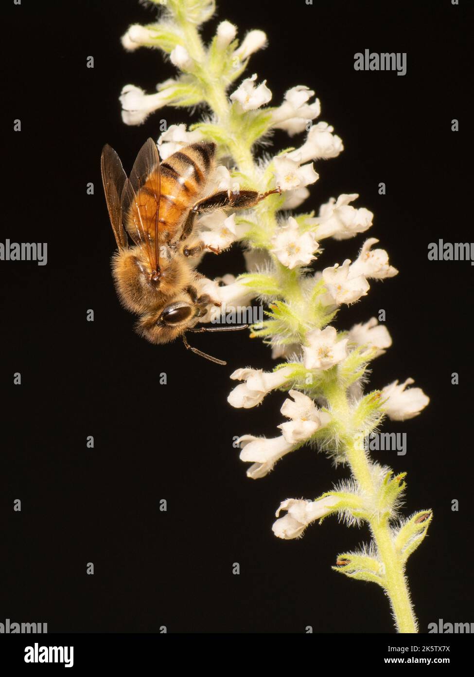 A honey bee (Apis mellifera) feeding on the white blooms of Aloysia virgata in front of a black background. Stock Photo