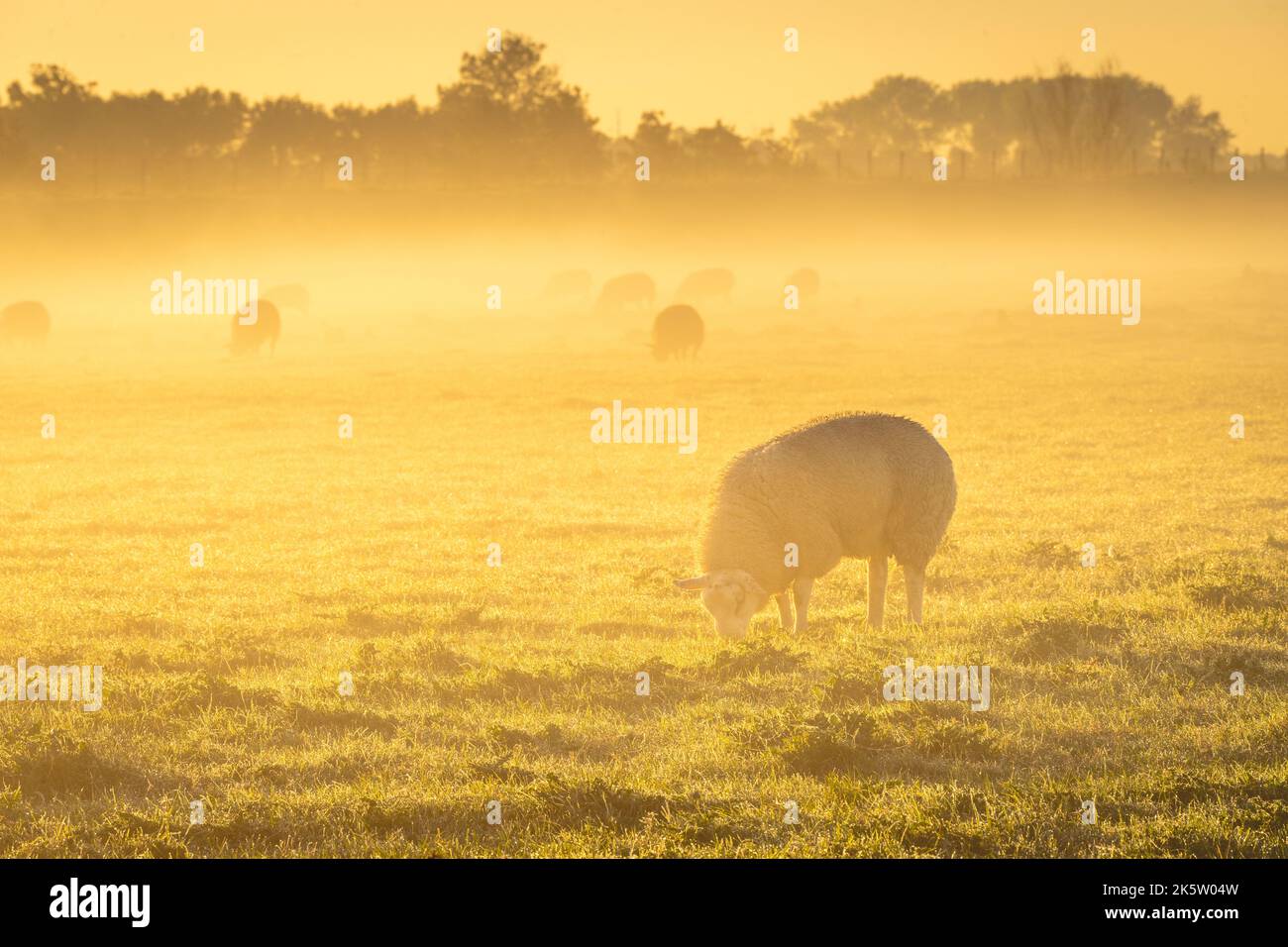 Sheeps in the morning fog of the farm fields, T Woudt The Netherlands. Stock Photo