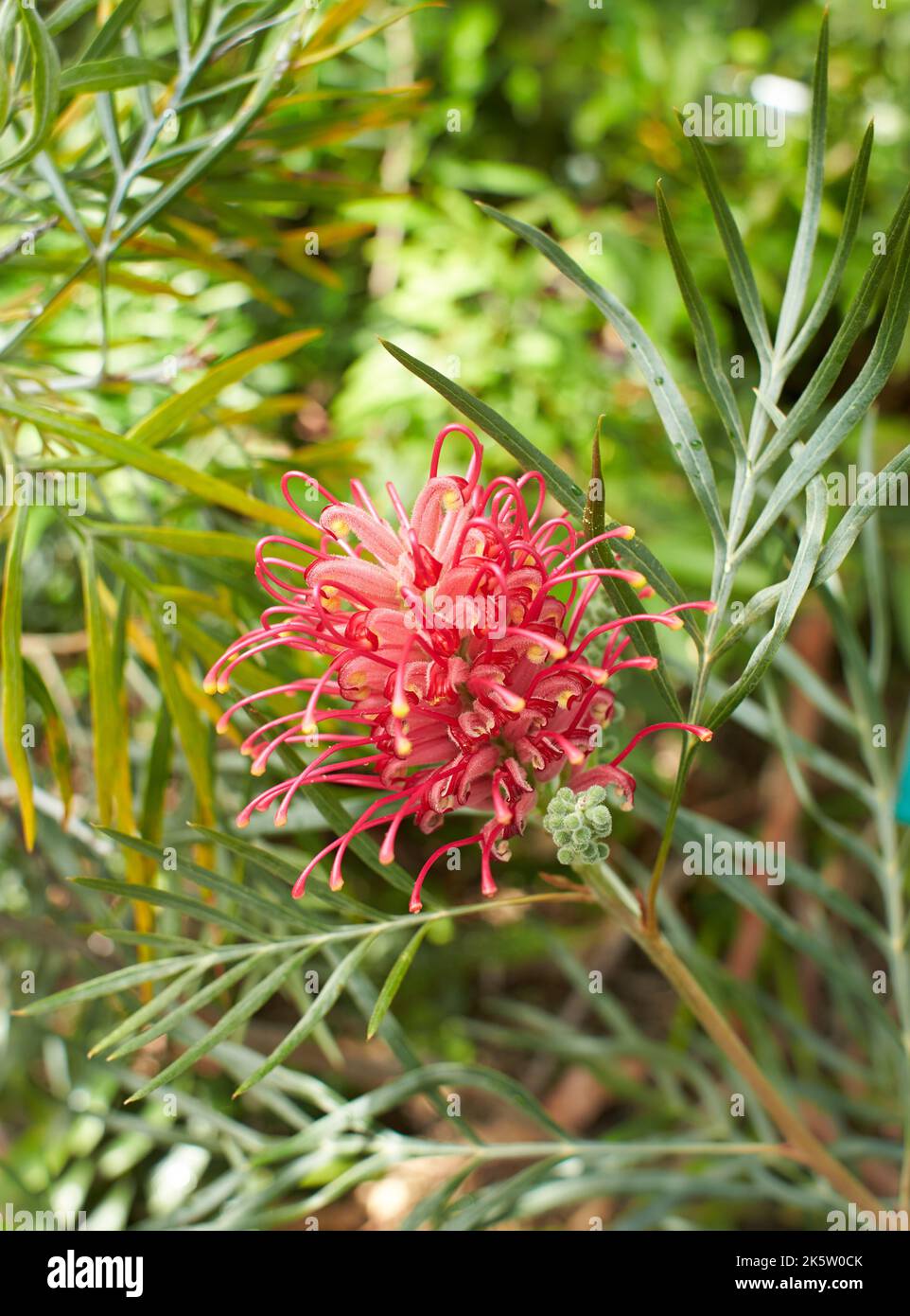 A Rosemary grevillea bush with small red flowers growing in a garden