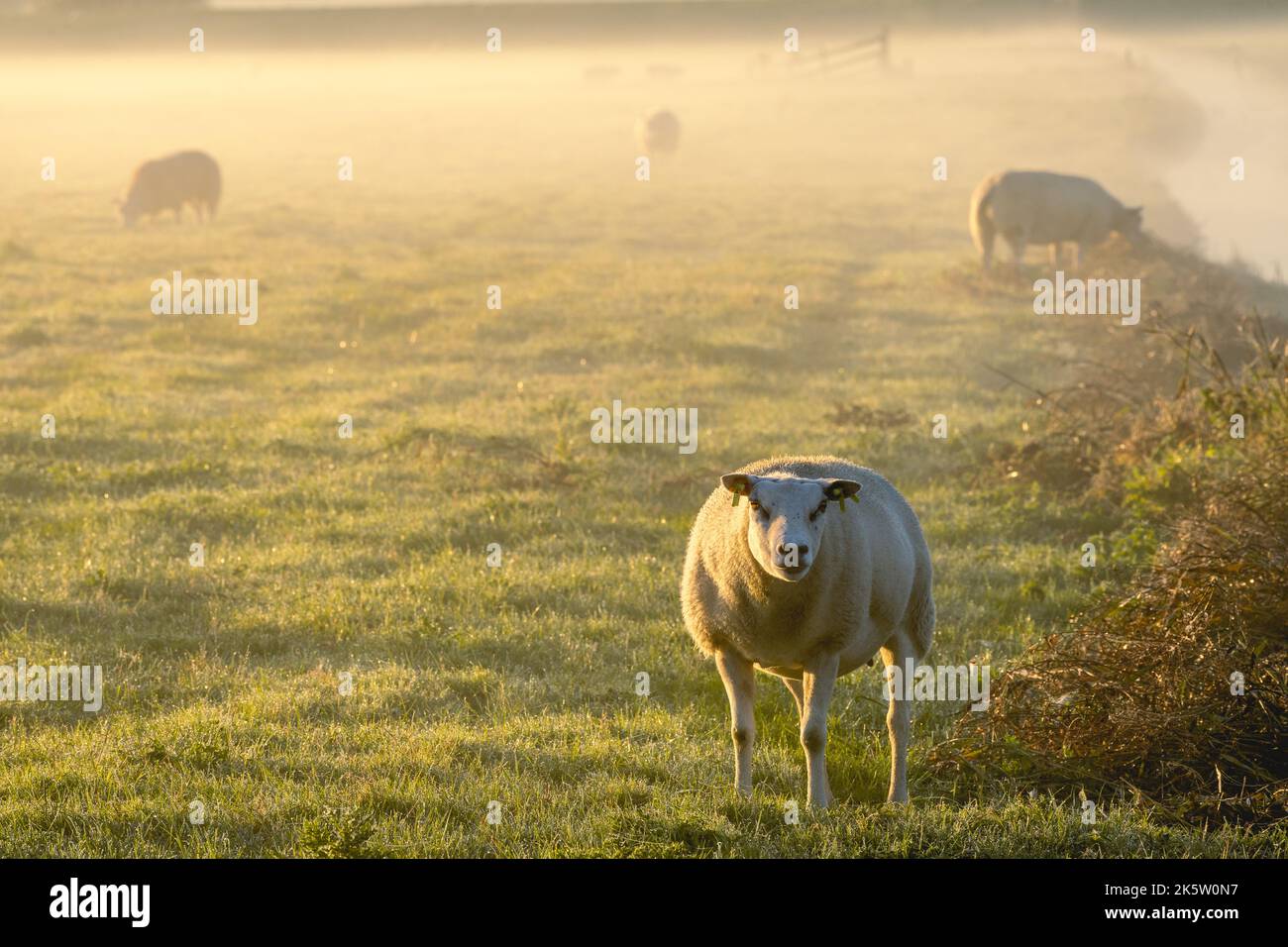 Sheeps in the morning fog of the farm fields, T Woudt The Netherlands. Stock Photo