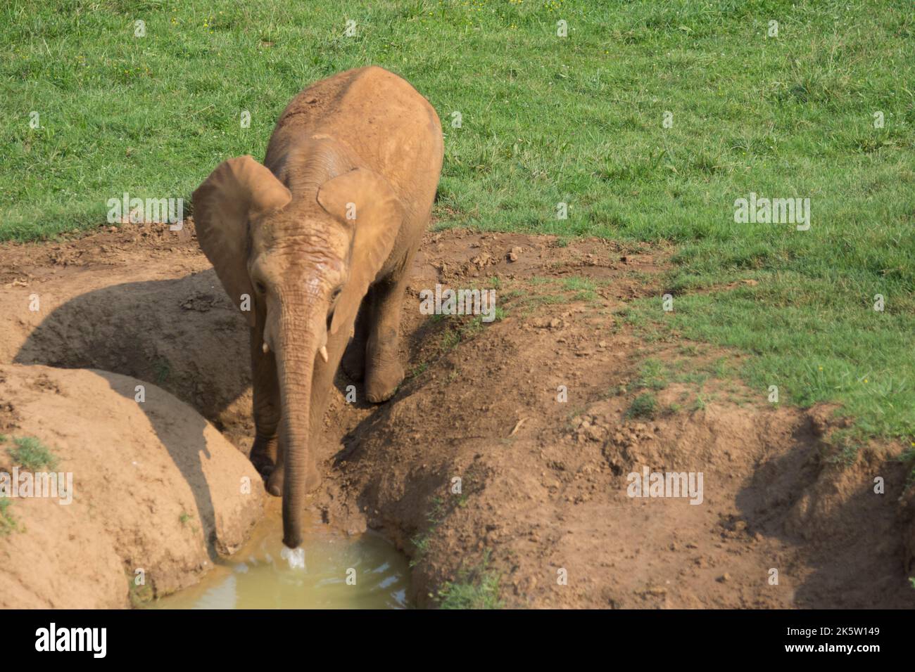 brown elephant drinking water from a pond in the ground with its trunk  Stock Photo