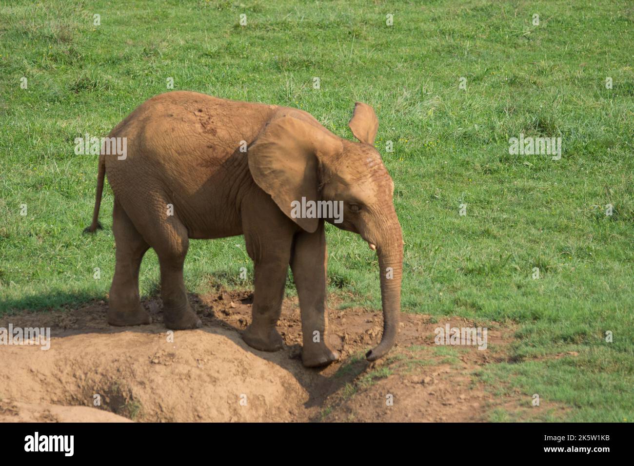 brown elephant drinking water from a pond in the ground with its trunk  Stock Photo