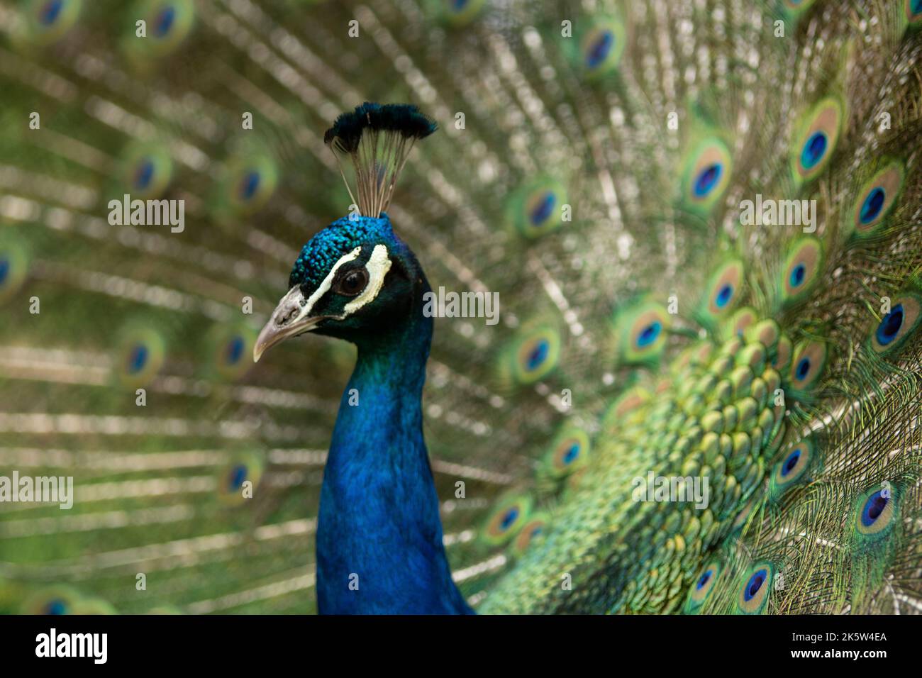 peacock with its tail opened with colourful feathers Stock Photo