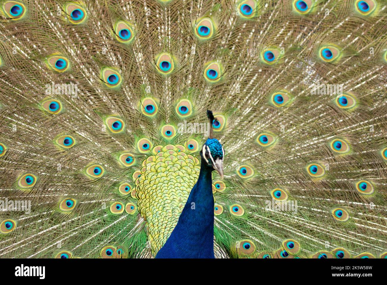 peacock with its tail opened with colourful feathers Stock Photo