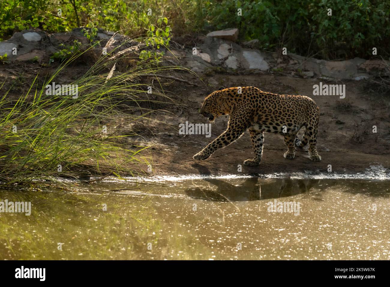 wild female leopard or panther or panthera pardus fusca on stroll near ...