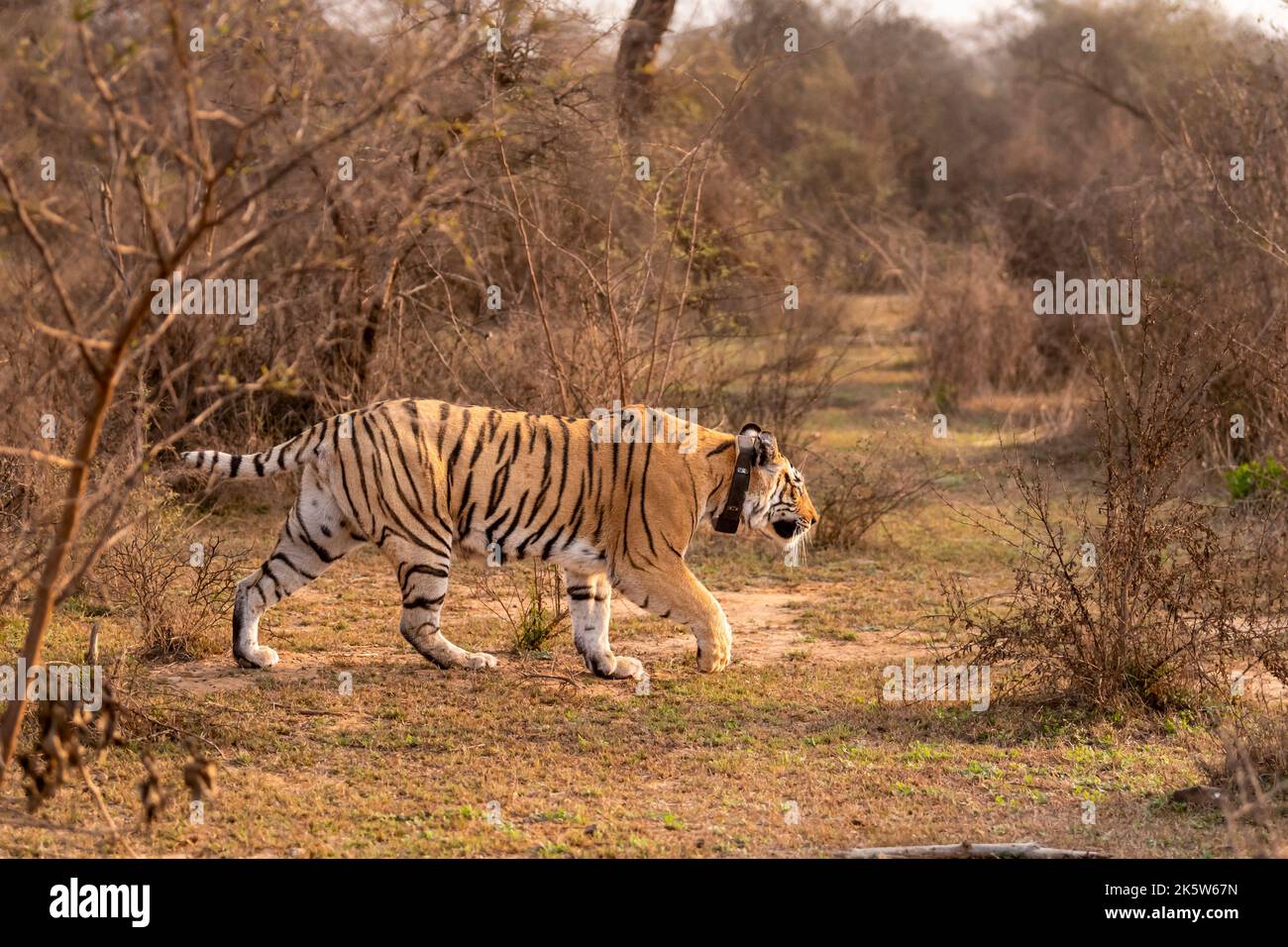 wild bengal female Tiger or panthera tigris tigris with tracking collar on neck anpony or broken tail on prowl in outdoor wildlife safari at sariska Stock Photo