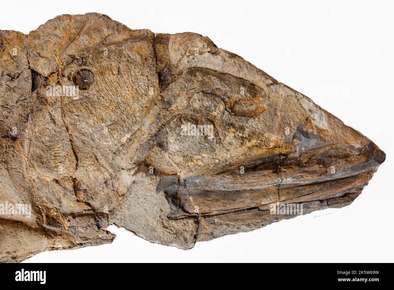 Colombia,Villa de Leyva The small fossil museum shows fossils from 15 million years back when the area still was an inner sea. The fossils are therefo Stock Photo