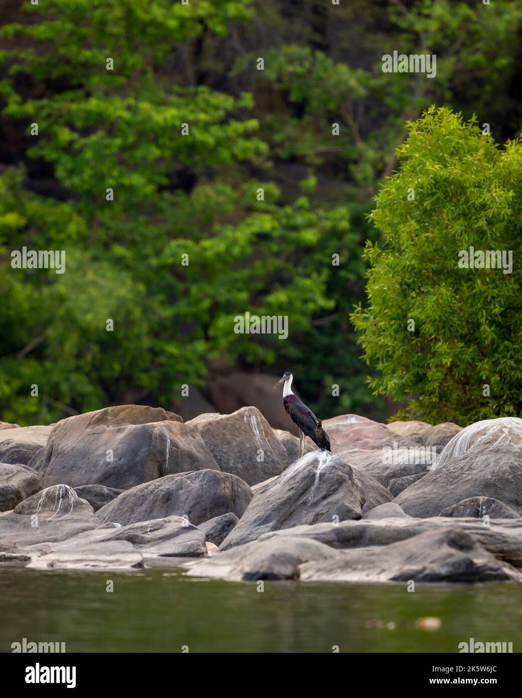 woolly necked stork or whitenecked stork or ciconia episcopus on big ...