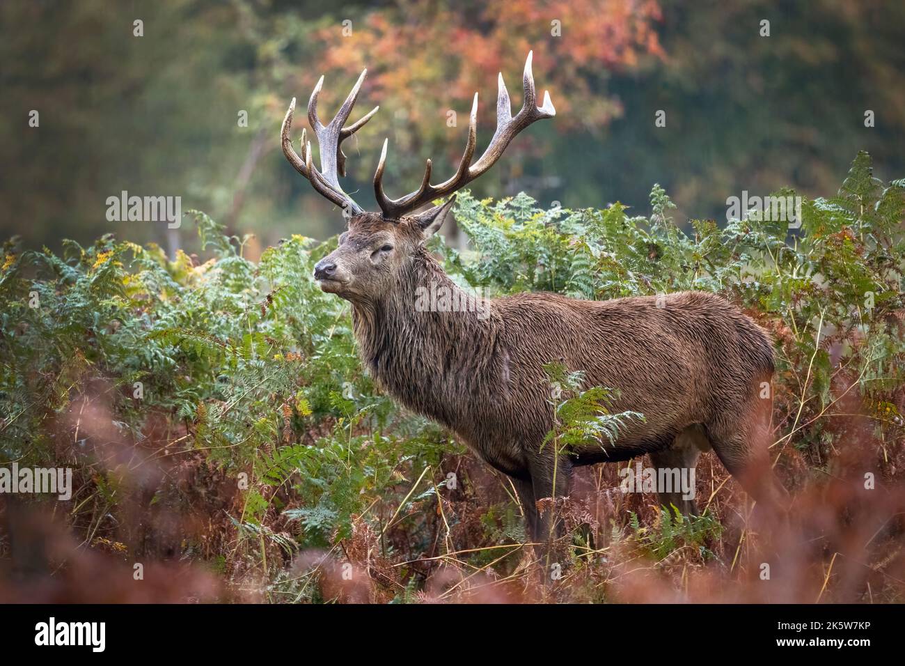 Adult male deer standing in the long grass during the rutting season ...