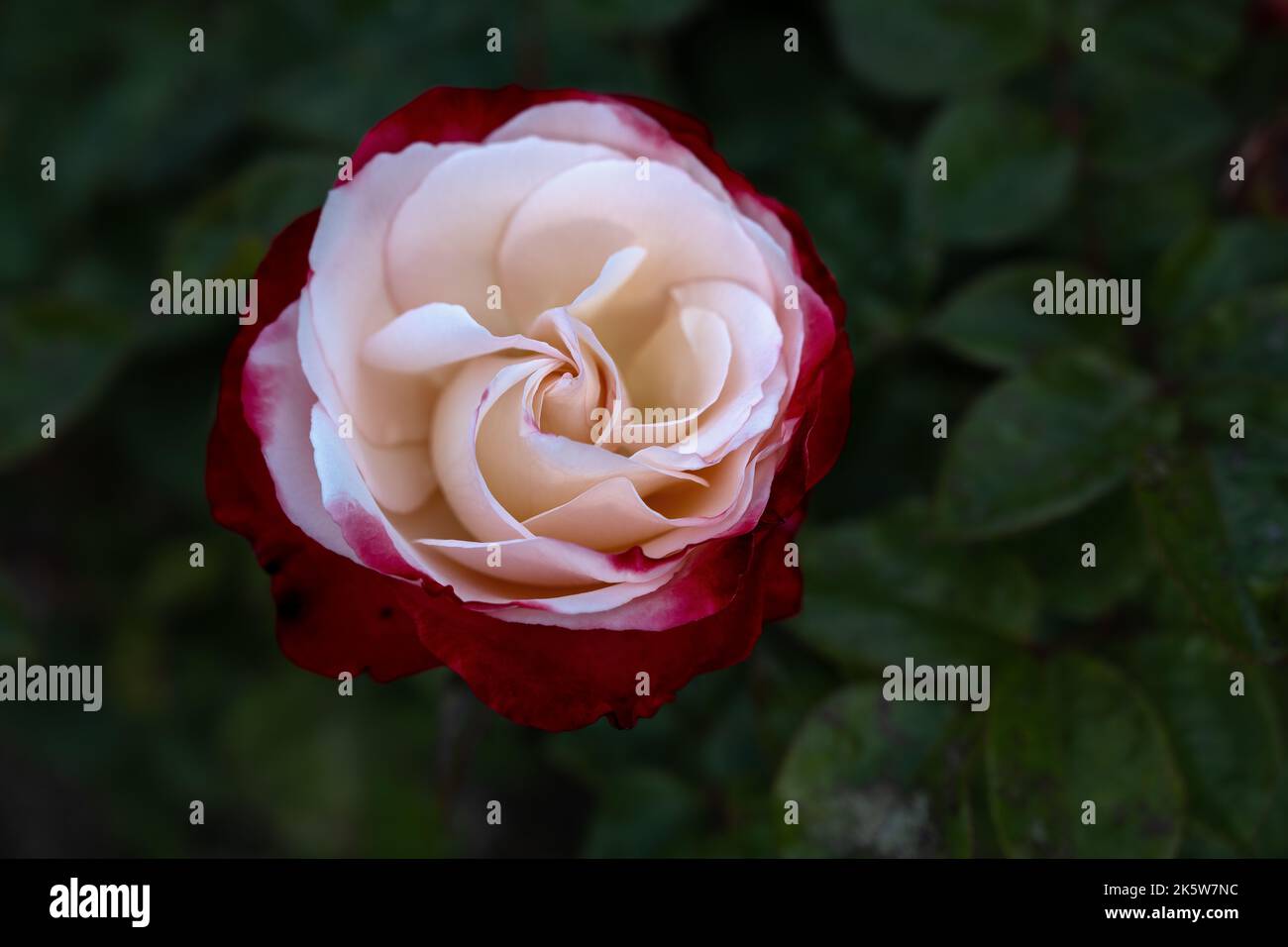 Pink and white rose bud hi-res stock photography and images - Alamy