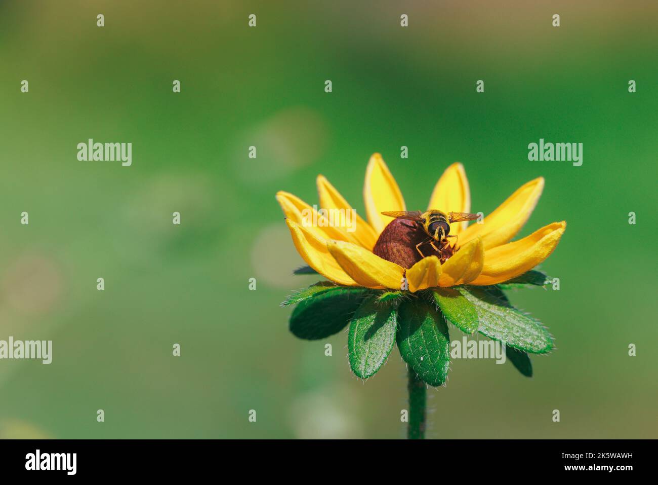 A bee sipping nectar from yellow flower Stock Photo