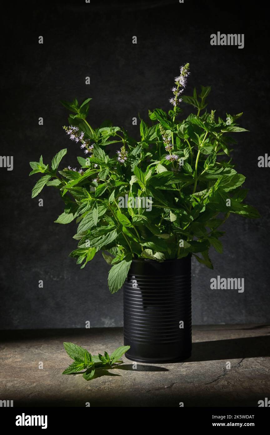 Fresh Green Mint in Black Tin Can in Studio Stock Photo