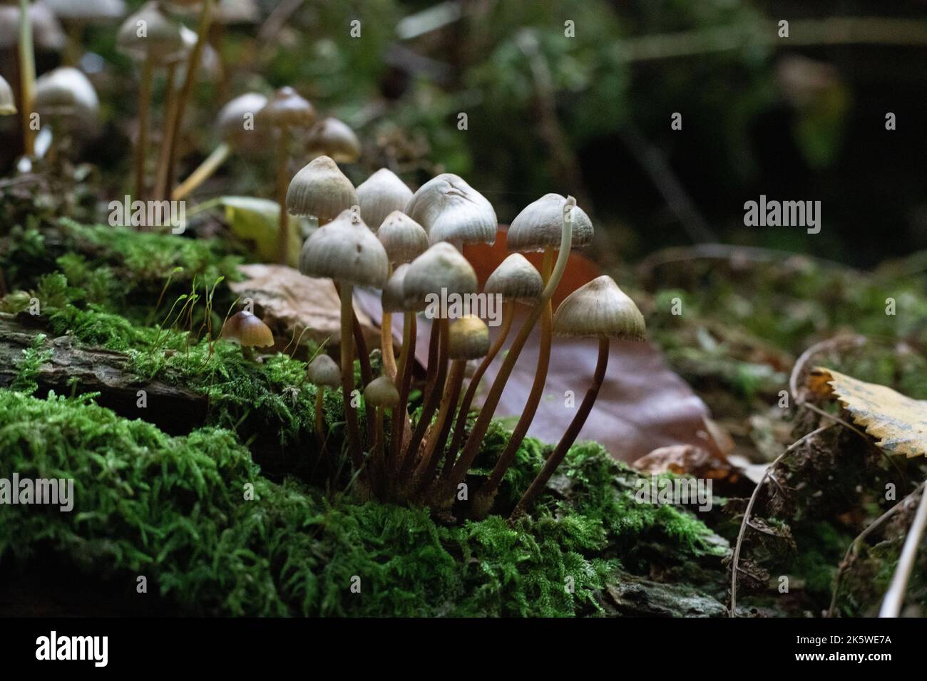 Mushrooms in woods on logs with green moss Stock Photo