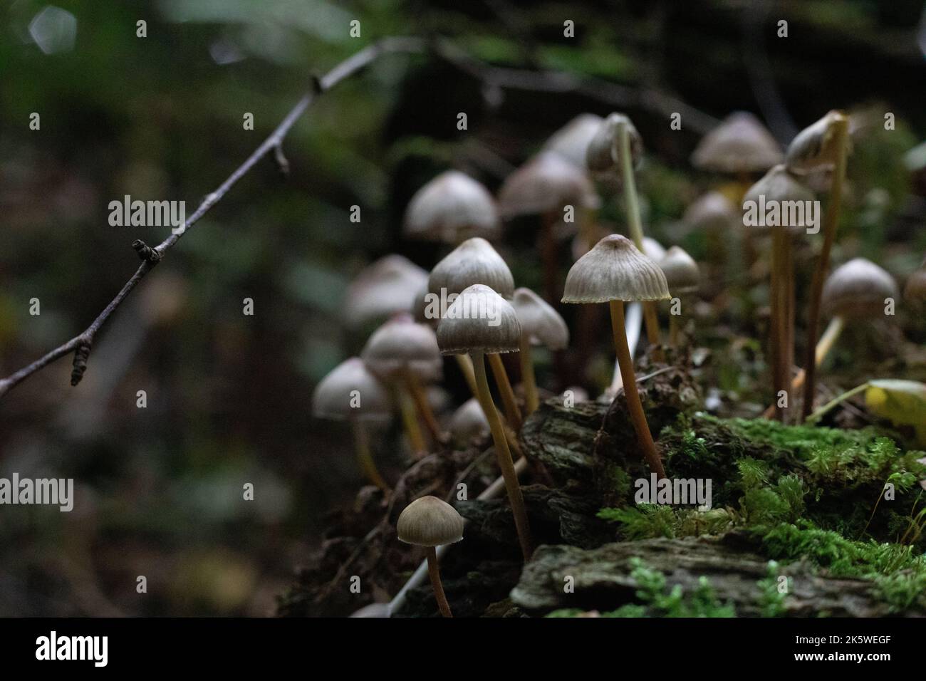 Mushrooms in woods on logs with green moss Stock Photo