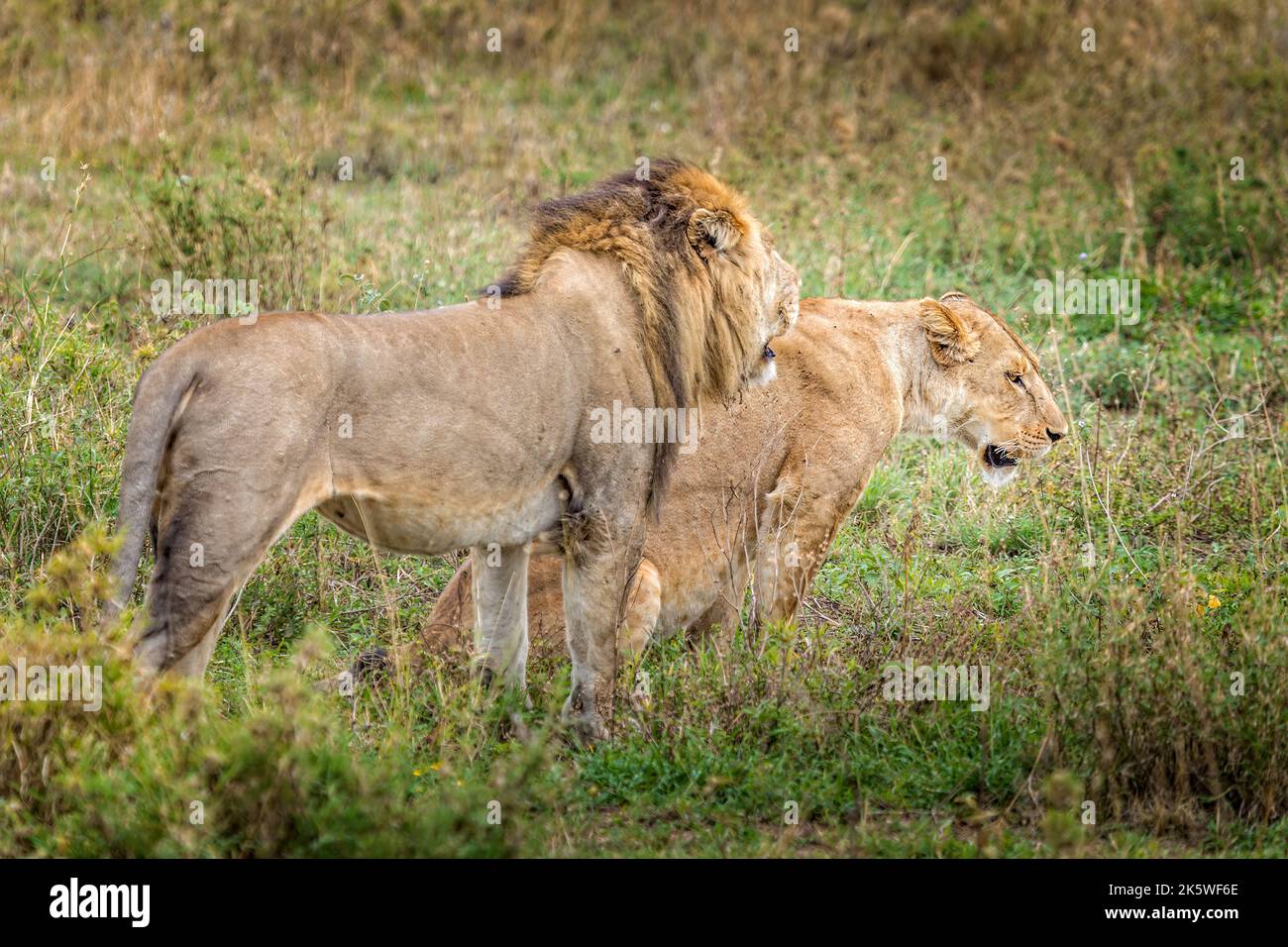 A couple of lions in the grasslands of the Serengeti, Tanzania Stock Photo