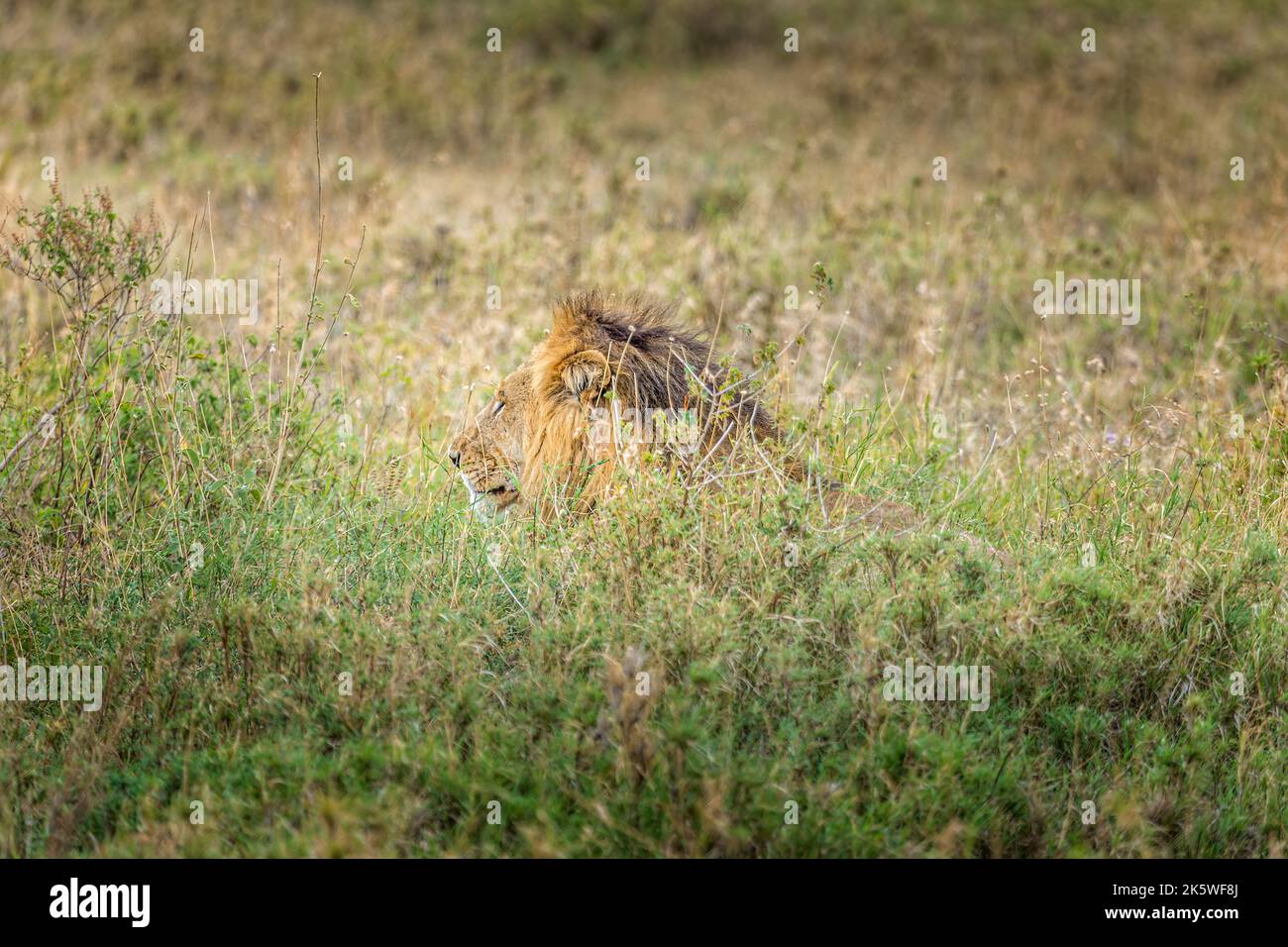A male lion lying in the grasslands of the Serengeti, Tanzania Stock Photo